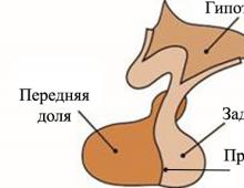 Анатомия. Виртуальный атлас. Строение человека. Функции гипофиза Типовые формы нарушения функции нейрогипофиза