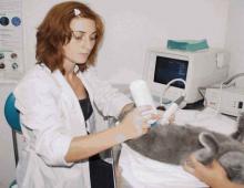 Сроки и этапы вынашивания котят